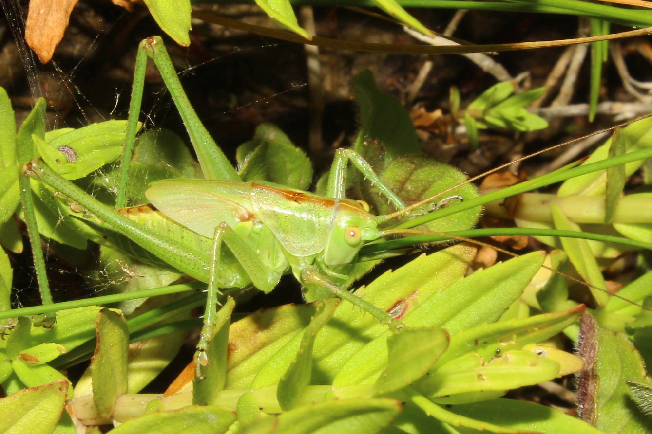 Orthoptera  da determinare-1